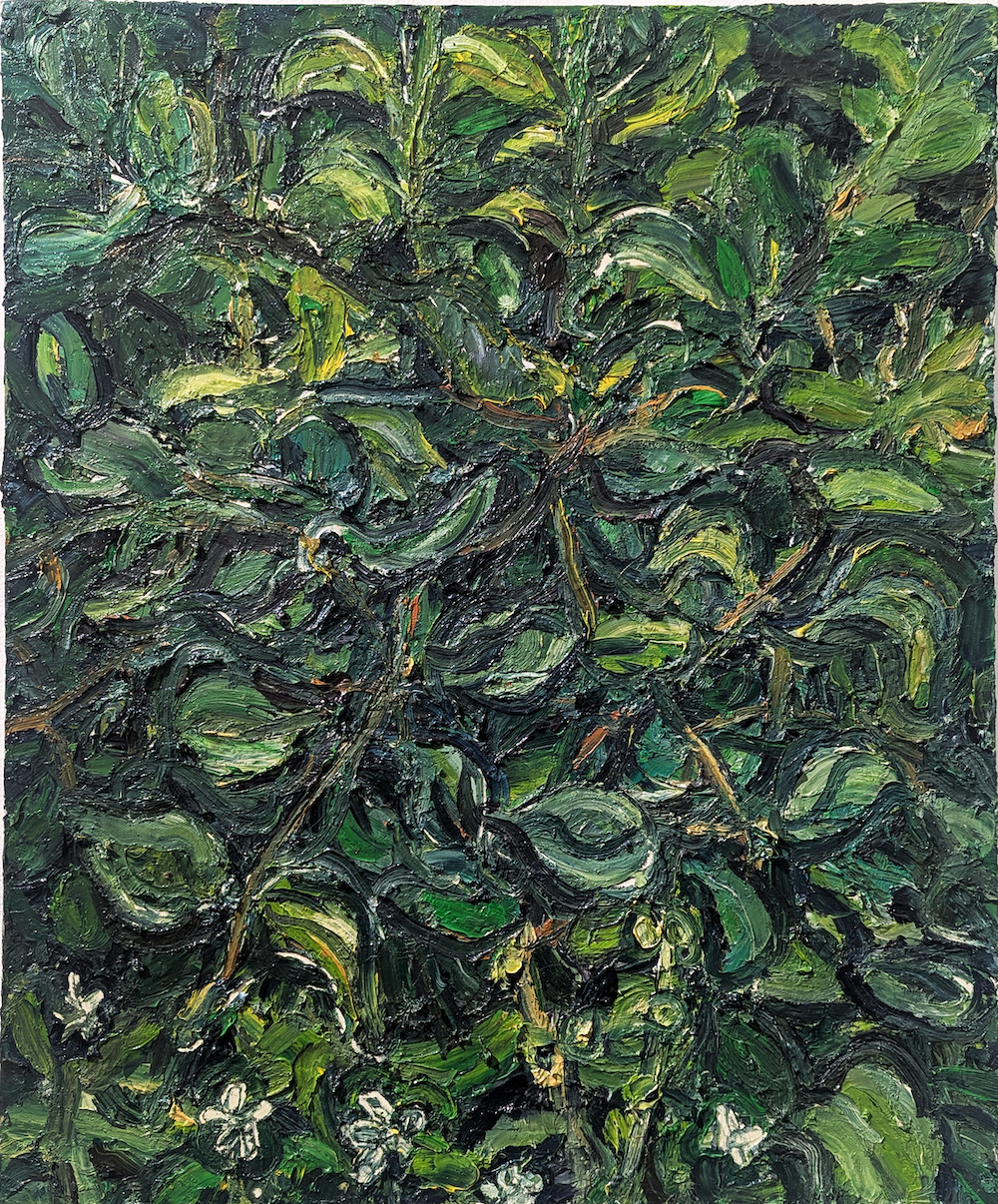 Foliage 24